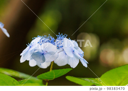 梅雨に咲きほこる万葉の花　アジサイ 98383470