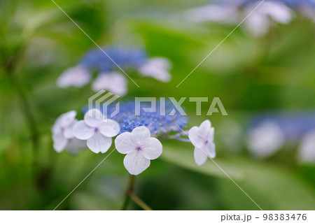 梅雨に咲きほこる万葉の花 アジサイ 梅雨に咲きほこる万葉の花 アジサイ 98383476