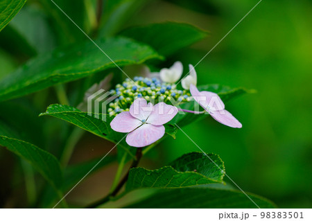 梅雨に咲きほこる万葉の花　アジサイ 98383501