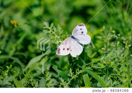 ひらひらと舞う白い妖精 モンシロチョウ ひらひらと舞う白い妖精 モンシロチョウ 98384166