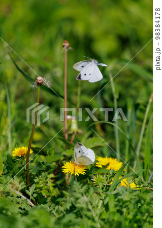 ひらひらと舞う白い妖精　モンシロチョウ 98384178