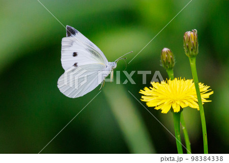 ひらひらと舞う白い妖精 モンシロチョウ ひらひらと舞う白い妖精 モンシロチョウ 98384338