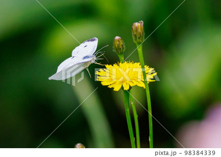 ひらひらと舞う白い妖精　モンシロチョウ 98384339