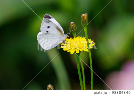 ひらひらと舞う白い妖精　モンシロチョウ 98384340