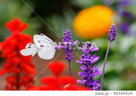 ひらひらと舞う白い妖精 モンシロチョウ ひらひらと舞う白い妖精 モンシロチョウ 98384414