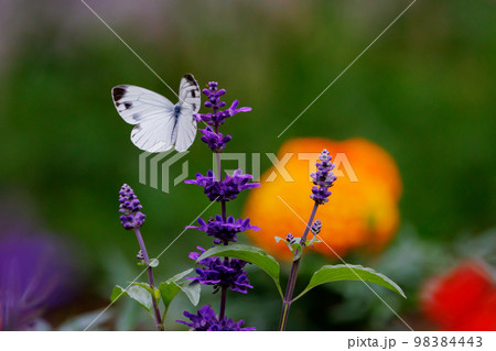 ひらひらと舞う白い妖精　モンシロチョウ 98384443