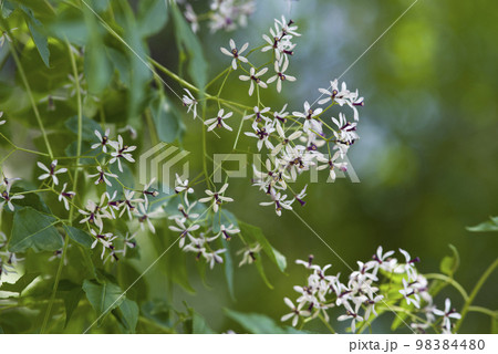 センダンの木が白くて小さな花を付けています。学名はMelia azedarachです。 98384480