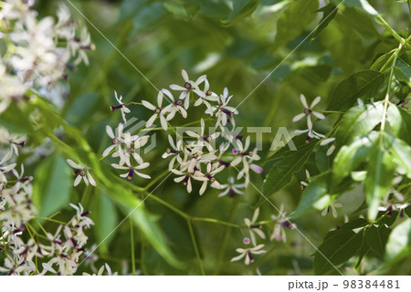 センダンの木が白くて小さな花を付けています。学名はMelia azedarachです。 98384481