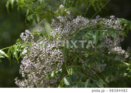 センダンの木が白くて小さな花を付けています。学名はMelia azedarachです。 センダンの木が白くて小さな花を付けています。学名はMelia azedarachです。 98384482