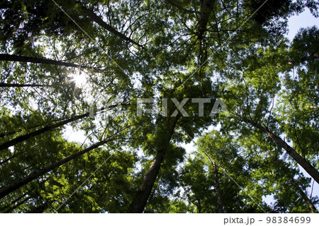 メタセコイアの林を下から魚眼レンズで撮影しています。 98384699