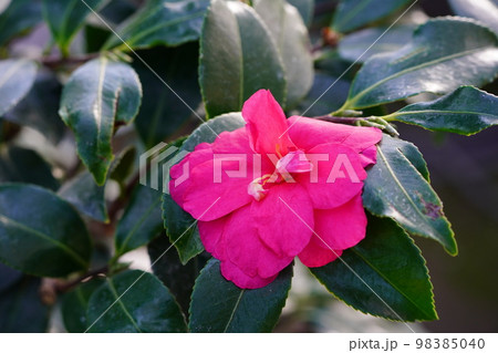 ツバキ科　獅子頭 98385040