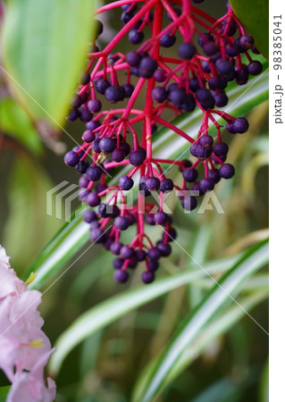 メディニラ　マグニフィカ 98385041