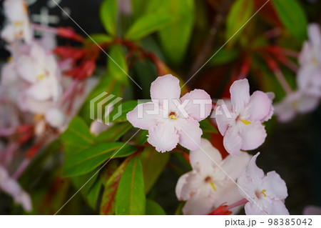 ルクリア 紅富士 ルクリア 紅富士 98385042