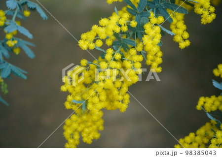 ギンヨウアカシア 98385043