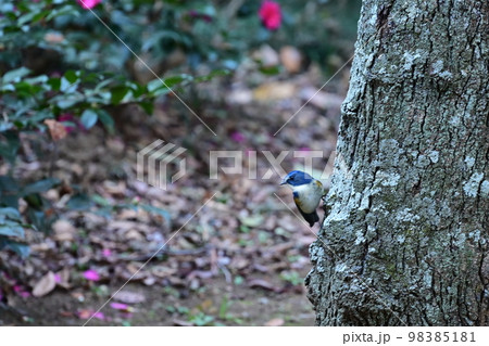 青い鳥、ルリビタキ 98385181