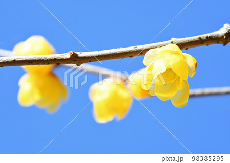 ロウバイ（蝋梅） 98385295