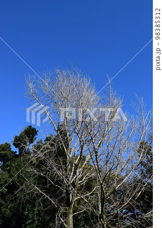 木々のある冬景色と青空 98385312