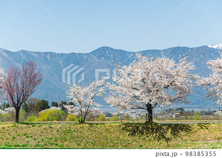 桜咲く松本市と北アルプス 桜咲く松本市と北アルプス 98385355