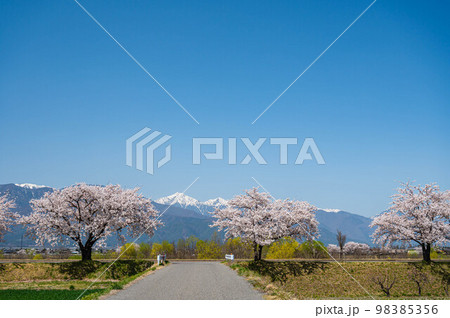 桜咲く梓川の土手と雪の北アルプス 桜咲く梓川の土手と雪の北アルプス 98385356