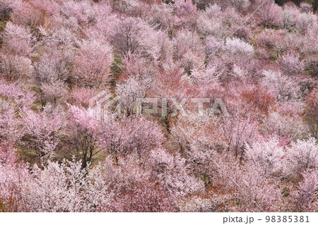遅い春の訪れ北塩原村桜峠の大山桜 98385381