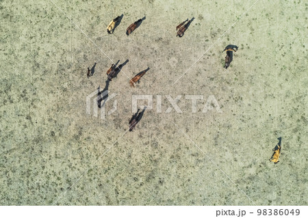 Troop of horses, on the plain, in La Pampa, Argentina 98386049