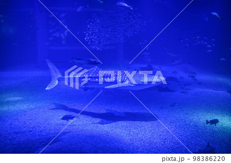 【大阪】夜の海遊館、昼間とは違う生き物たちの姿を見る事が出来ました。ジンベエザメ 98386220
