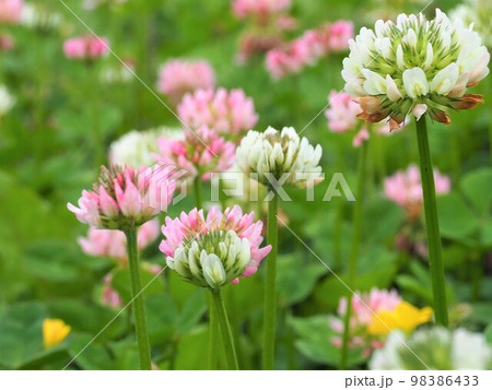 しろつめくさの白とピンクの花の写真素材 [98386433] - PIXTA