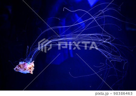 【大阪】夜の海遊館、昼間とは違う生き物たちの姿を見る事が出来ました。クラゲ 98386463