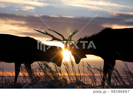 野付半島ナラワラ 98386667