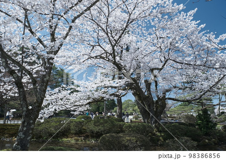 兼六園の桜 98386856