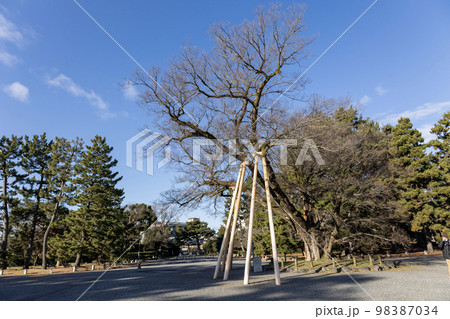 京都御苑・清水谷家の椋 冬 京都御苑・清水谷家の椋 冬 98387034