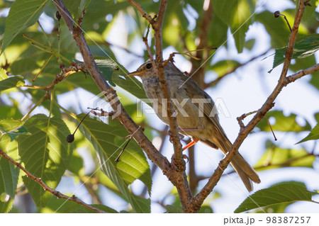 なかなか姿を見せない春告げ鳥 ウグイス 98387257