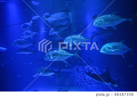 【大阪】夜の海遊館、昼間とは違う生き物たちの姿を見る事が出来ました。 98387356