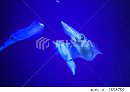 【大阪】夜の海遊館、昼間とは違う生き物たちの姿を見る事が出来ました。イカ 【大阪】夜の海遊館、昼間とは違う生き物たちの姿を見る事が出来ました。イカ 98387364