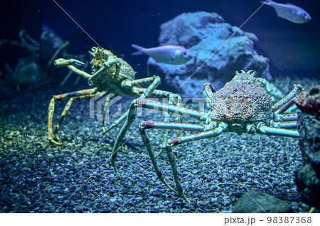【大阪】夜の海遊館、昼間とは違う生き物たちの姿を見る事が出来ました。タカアシガニ 98387368