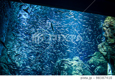 【大阪】夜の海遊館、昼間とは違う生き物たちの姿を見る事が出来ました。マイワシ 98387410