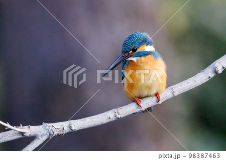 瑠璃色の人気者カワセミ 98387463