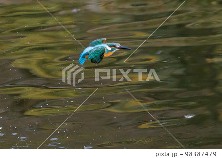 瑠璃色の人気者カワセミ 98387479