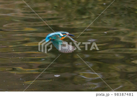 瑠璃色の人気者カワセミ 98387481