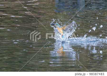 瑠璃色の人気者カワセミ 瑠璃色の人気者カワセミ 98387483