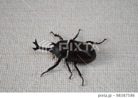 カブトムシ カブトムシ 98387586