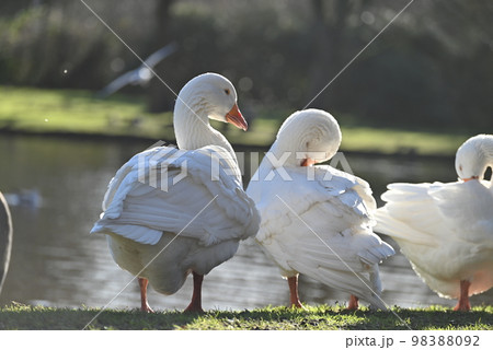 White geese grooming their feathers in the park White geese grooming their feathers in the park 98388092
