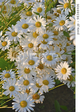 A beautiful bouquet of white chamomile in the setting sun. Beautiful chamomile flowers in the evening. 98388406