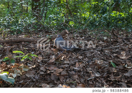 東京 明治神宮 鎮守の杜のハト 98388486