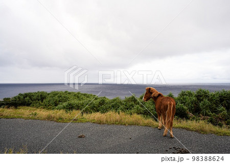 与那国馬 与那国馬 98388624