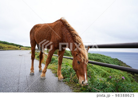 与那国馬 98388625