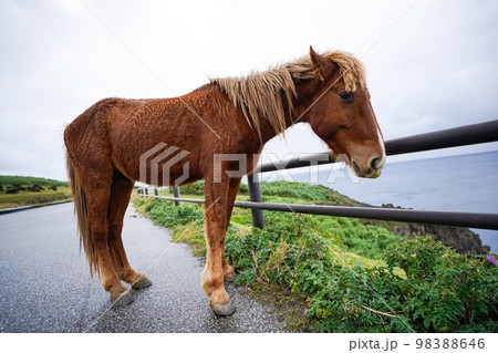 与那国馬 98388646