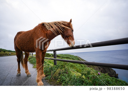 与那国馬 98388650