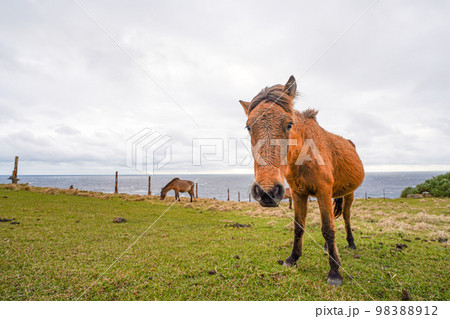 与那国馬　 98388912
