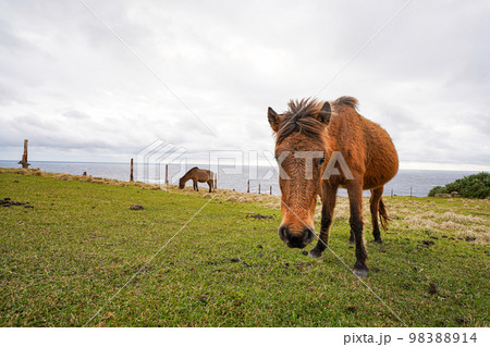 与那国馬　 98388914